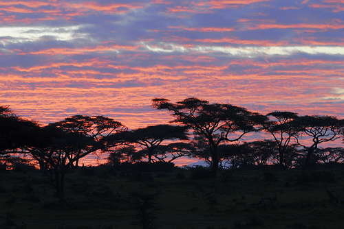זריחה קסומה בנגורונגורו | צילום: La Lince, flickr