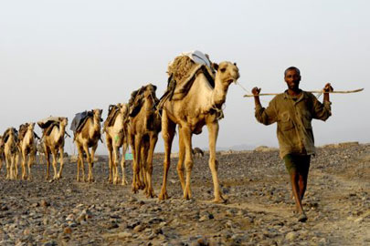 אורחת גמלים במדבר דנקיל, אחד האזורים החמים על פני כדור הארץ