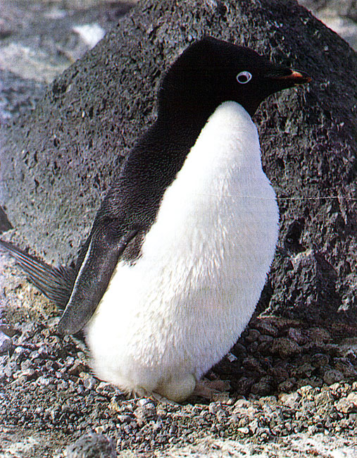 "כמו חדש". הפינגווין האדלי דוגר בקיץ בגומת קן מרופדת אבנים | צילום: ברי פינשאו
