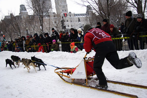 מרוץ מזחלות כלבים בקרנבל החורף של קוויבק סיטי