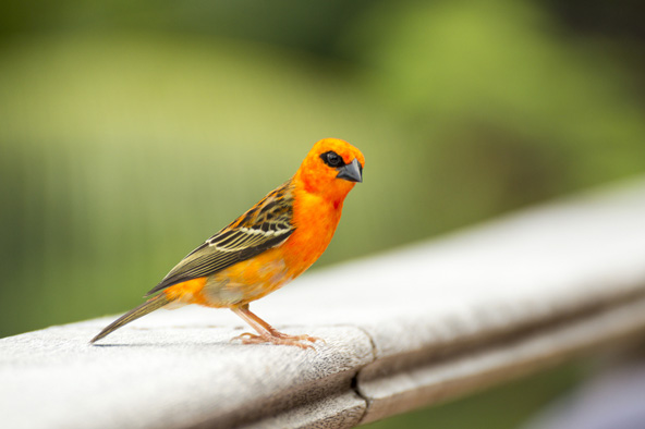 בשמורת אריד אפשר לראות מינים רבים של ציפורים אנדמיות