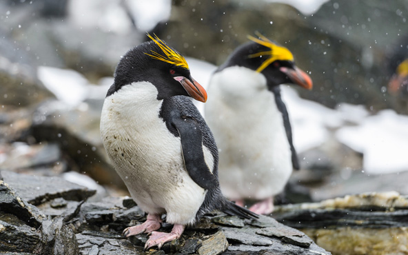 פינגווין מקרוני, פנקיסט חתיך עם ציצית צהובה | צילום: שאטרסטוק