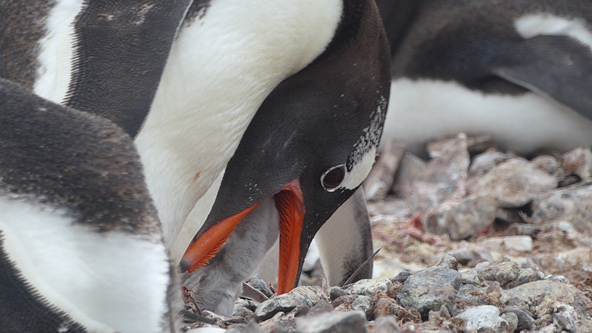 ארוחה של פינגווינים: הגוזל דוחף את ראשו לתוך מקורו של ההורה כדי לקבל את המזון