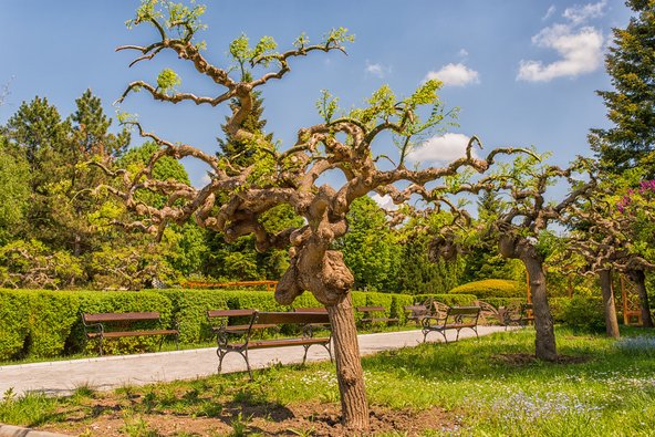 הגן הבוטני של יאשי. אוסף מרשים של עצים וצמחים | צילום: Brenik / Shutterstock.com