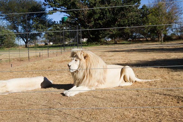 אריה לבן בוגר. כל שהרעמה מלאה ויפה יותר, האריה נחשב לנחשק יותר והמחיר הנדרש מהציידים גבוה יותר