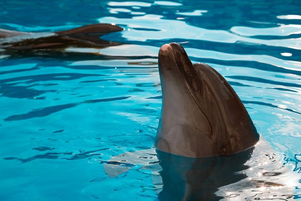 באי הלגונה הכחולה אפשר לפגוש דולפינים מקרוב