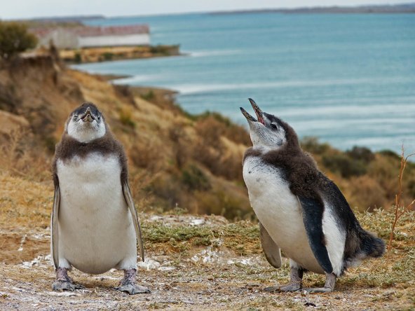 חצי האי ולדז, מקום נהדר לצפייה בפינגווינים