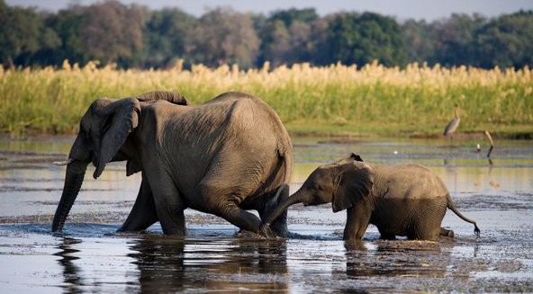 פילים חוצים את נהר הזמבזי בפארק הלאומי זמבזי התחתון 