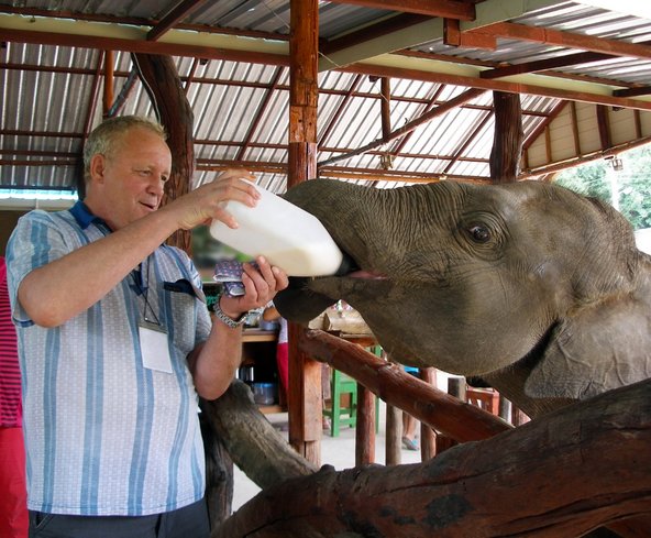 בחוות לשיקום פילים המבקרים הופכים למטפלים הצמודים של הפיל ליום אחד