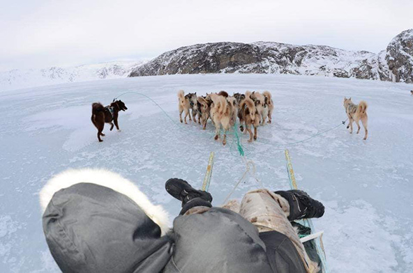 מסע במזחלות כלבים בבחורף הגרינלנדי מצריך הכנות מדוקדקות וחלוקה שווה של הציוד בין המזחלות 