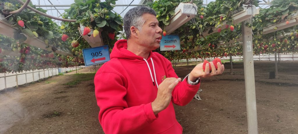 אורי בחממות התותים התלויים במושב ישע